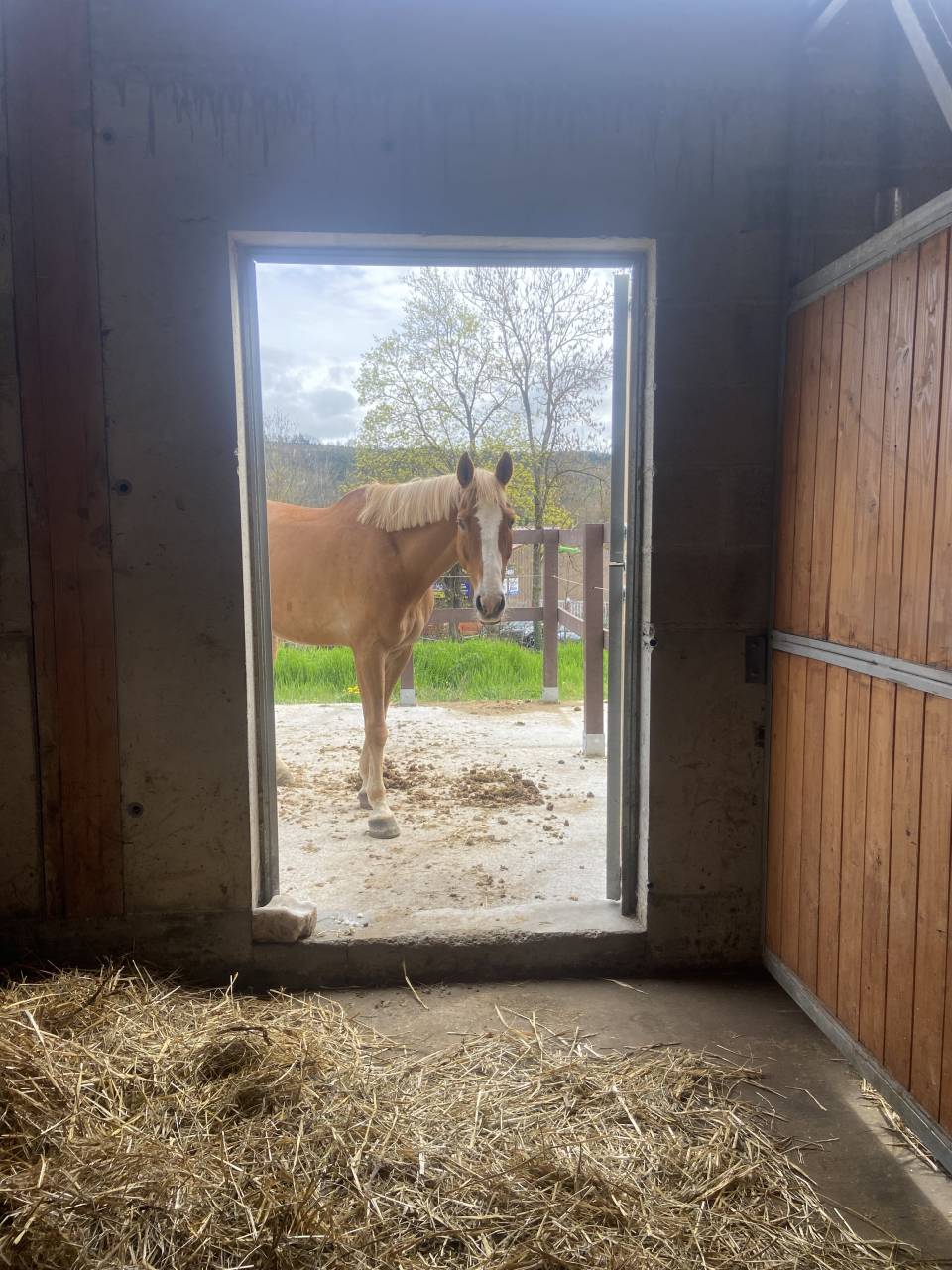 Cheval &agrave; vendre 