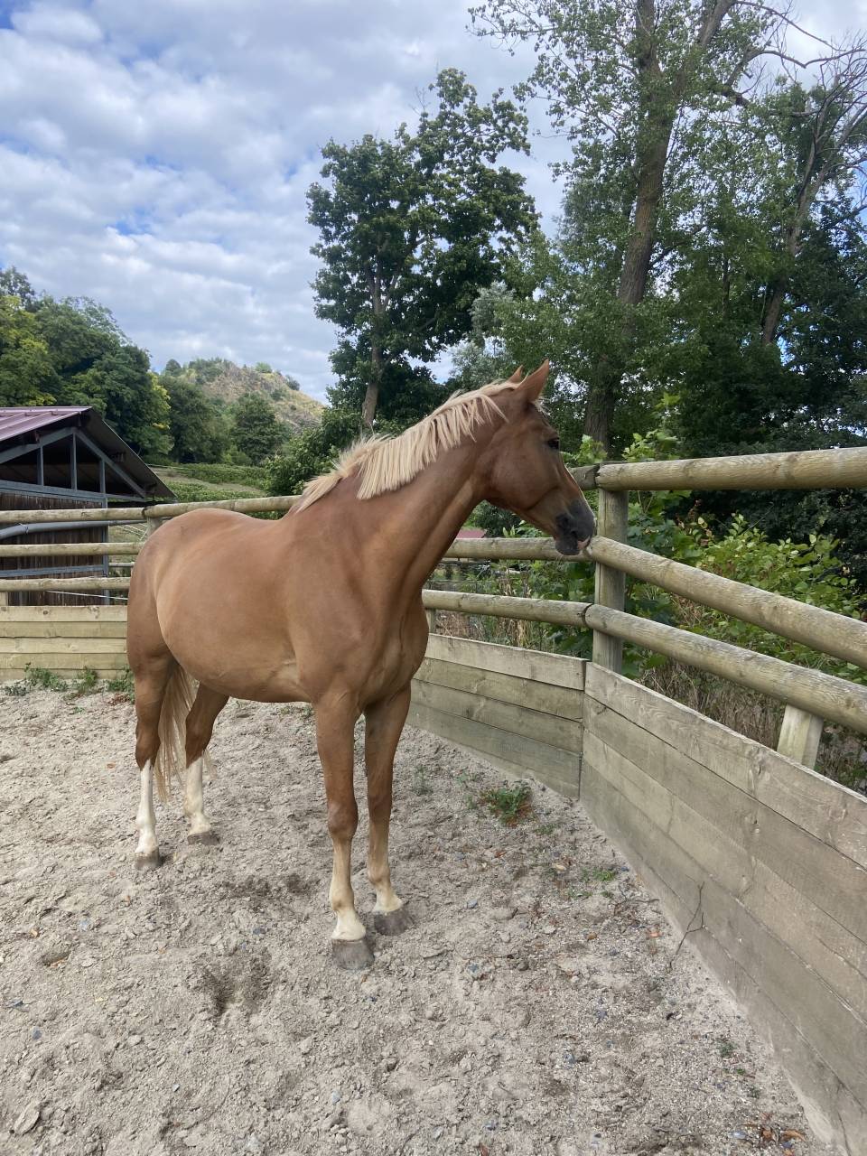 Cheval &agrave; vendre 