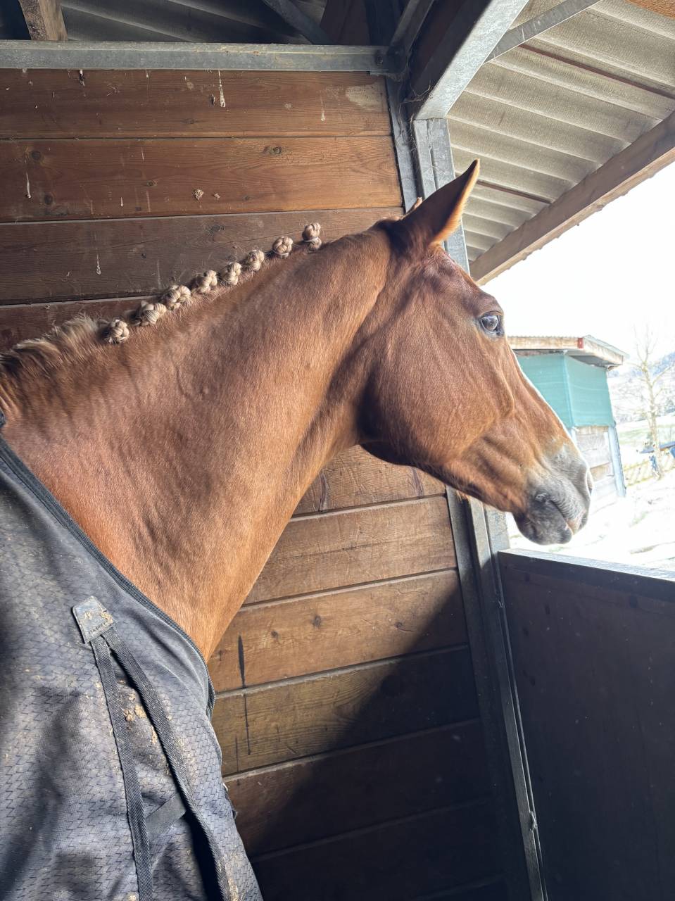 Cheval &agrave; vendre 