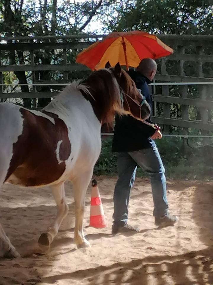 Adorable poney C , pie alezan, 16 ans, polyvalent