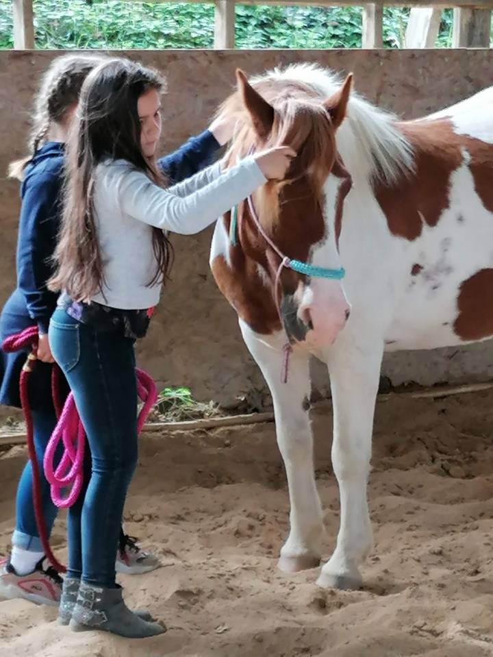 Adorable poney C , pie alezan, 16 ans, polyvalent