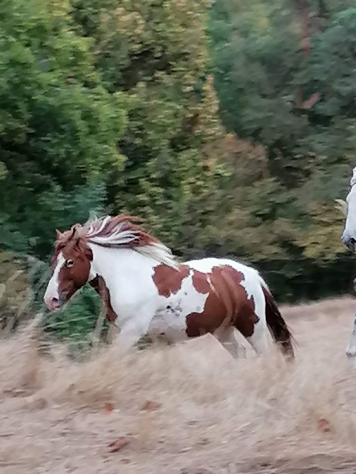 Adorable poney C , pie alezan, 16 ans, polyvalent