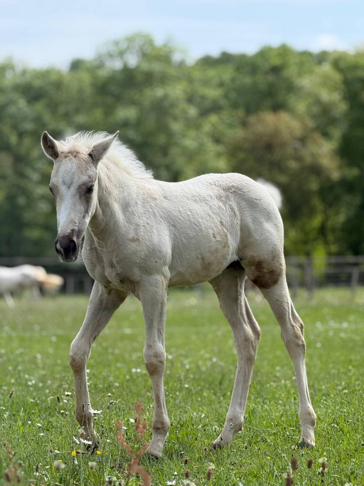 Pouliche pp quarter horse palomino