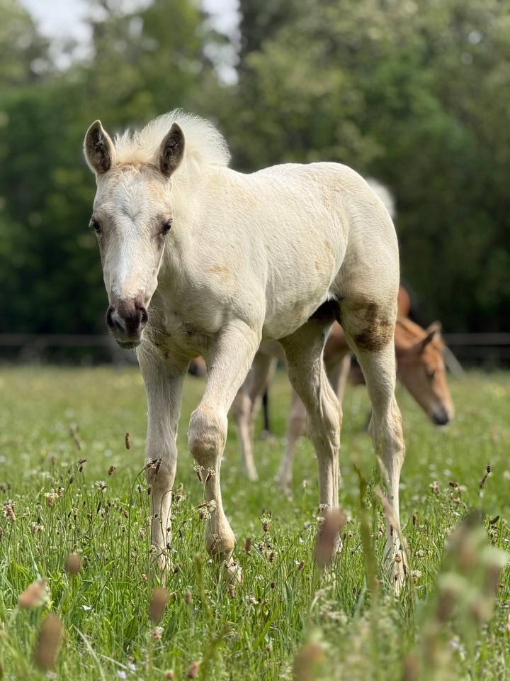 Pouliche pp quarter horse palomino