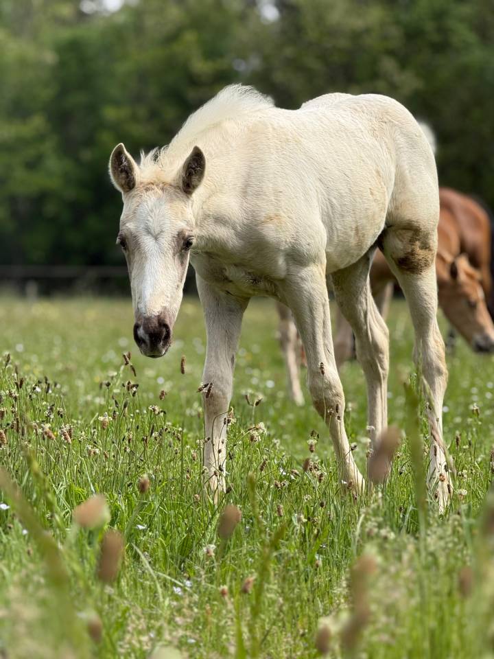 Pouliche pp quarter horse palomino