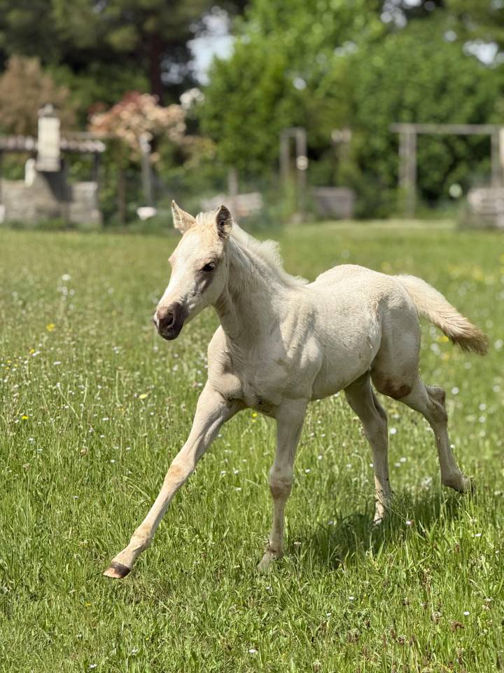 Pouliche pp quarter horse palomino