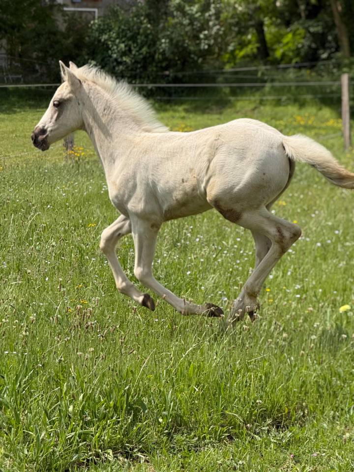 Pouliche pp quarter horse palomino