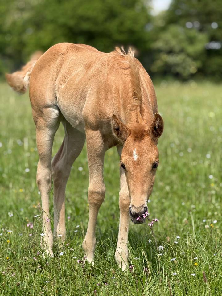 Pouliche pp quarter horse palomino