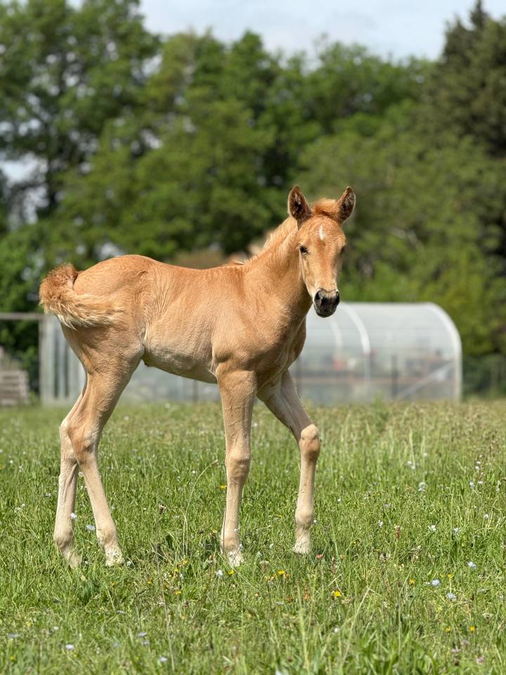 Pouliche pp quarter horse palomino