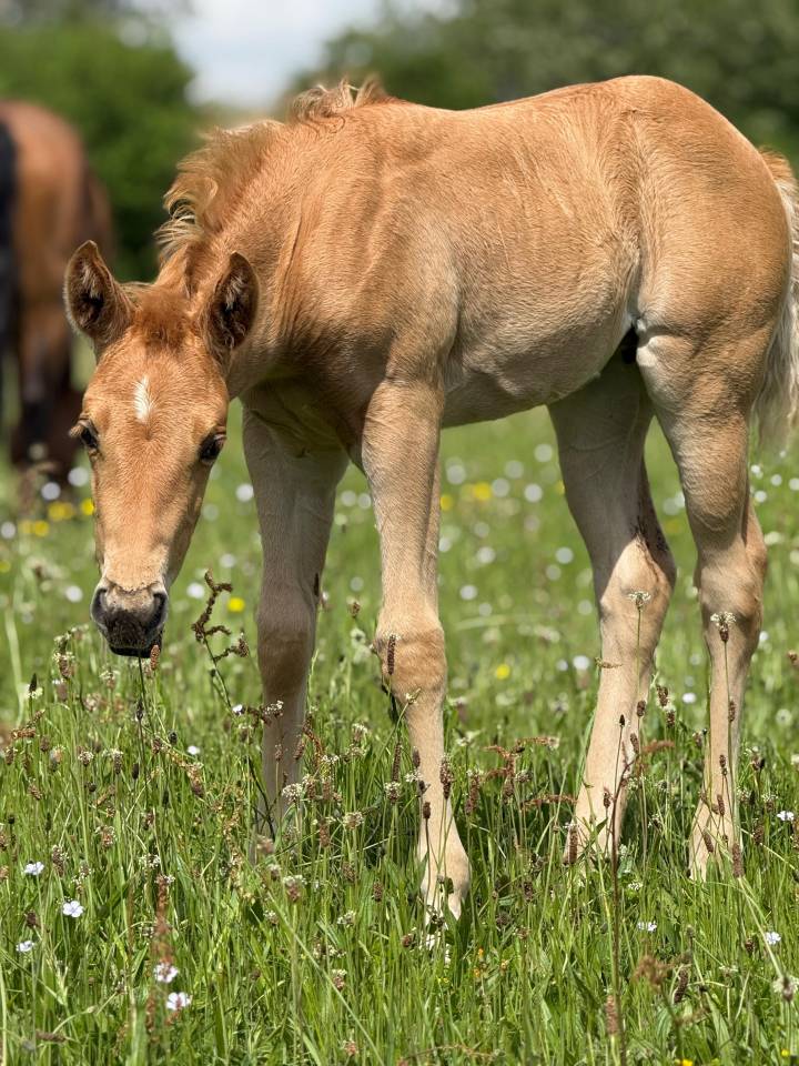 Pouliche pp quarter horse palomino