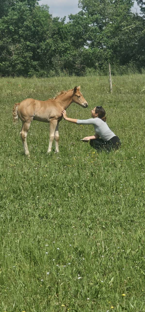 Pouliche pp quarter horse palomino
