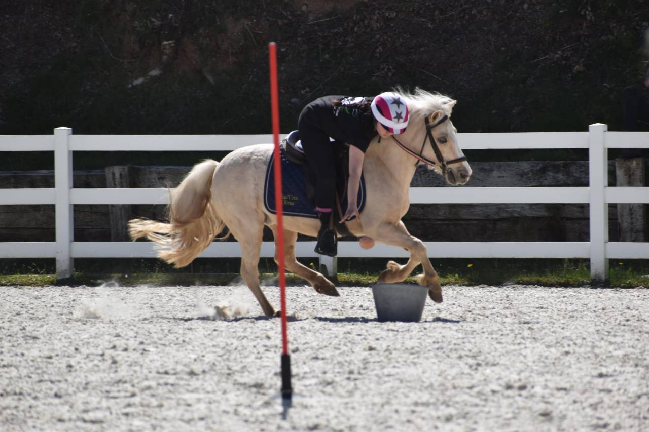 A Vendre PONEY welsch B palomino 11 ans