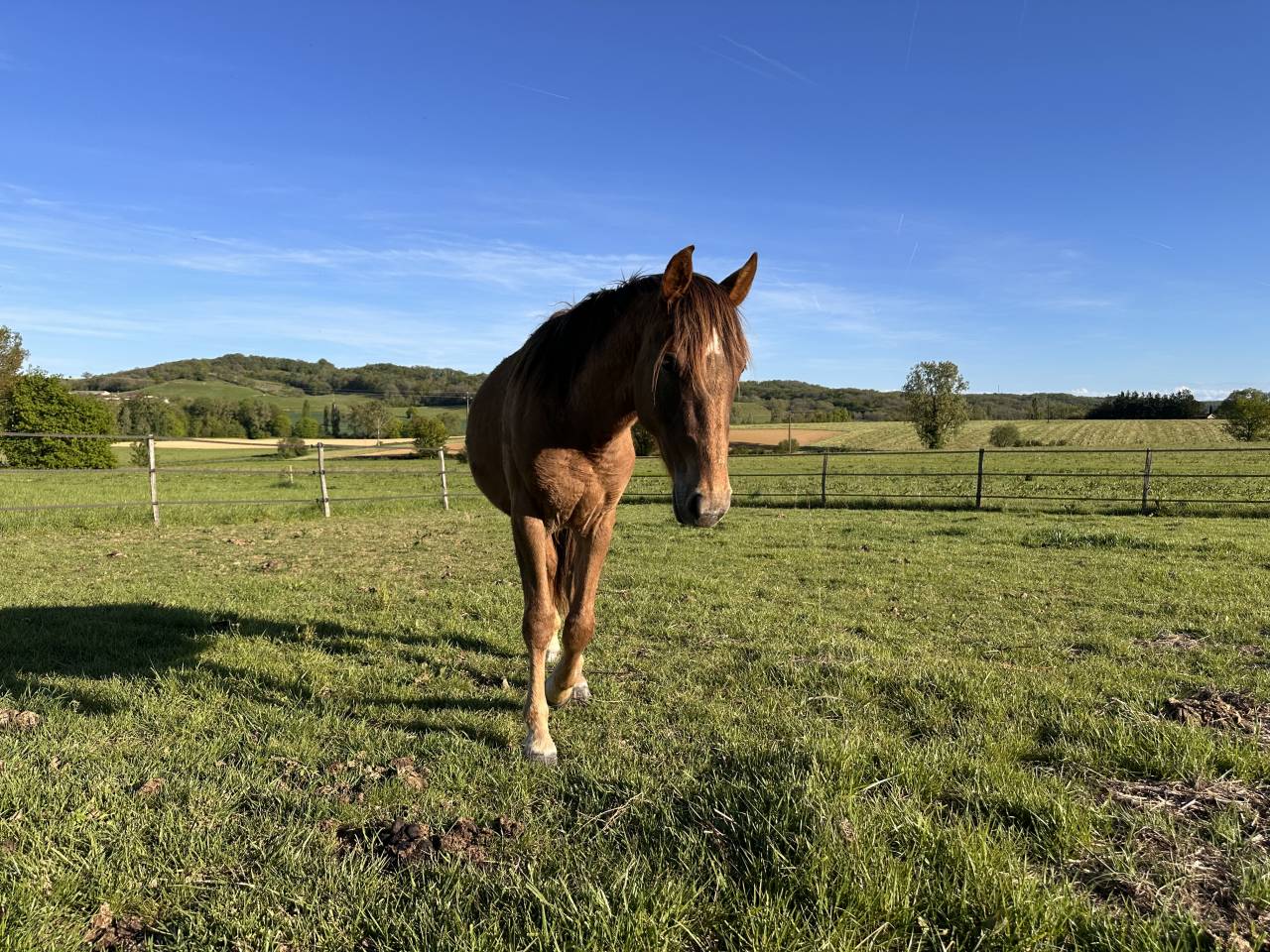 Poulain OC Origines Appaloosa et Camargue