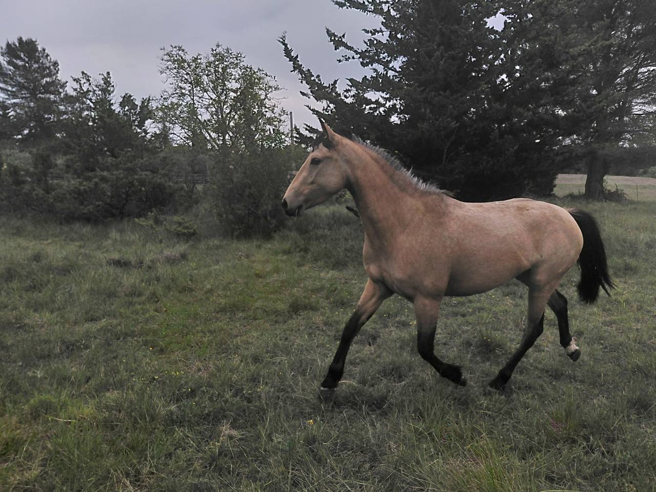 Jument Isabelle de 4 ans