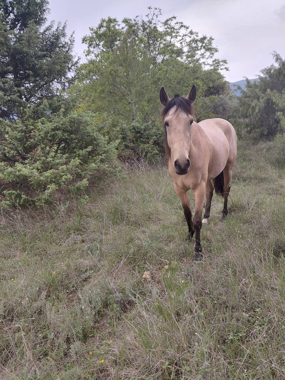 Jument Isabelle de 4 ans