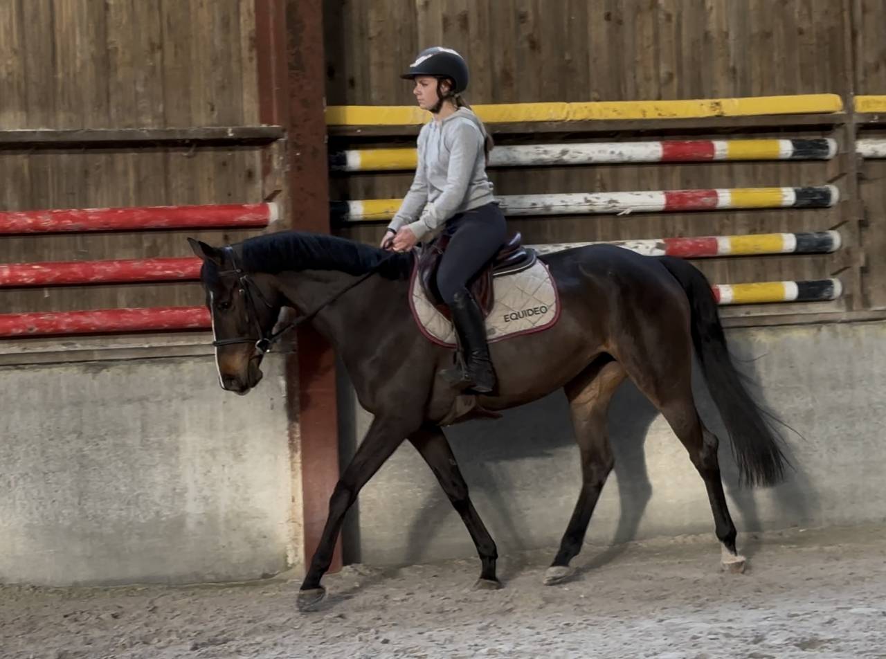Top jument pour s&rsquo;&eacute;clater au concours!