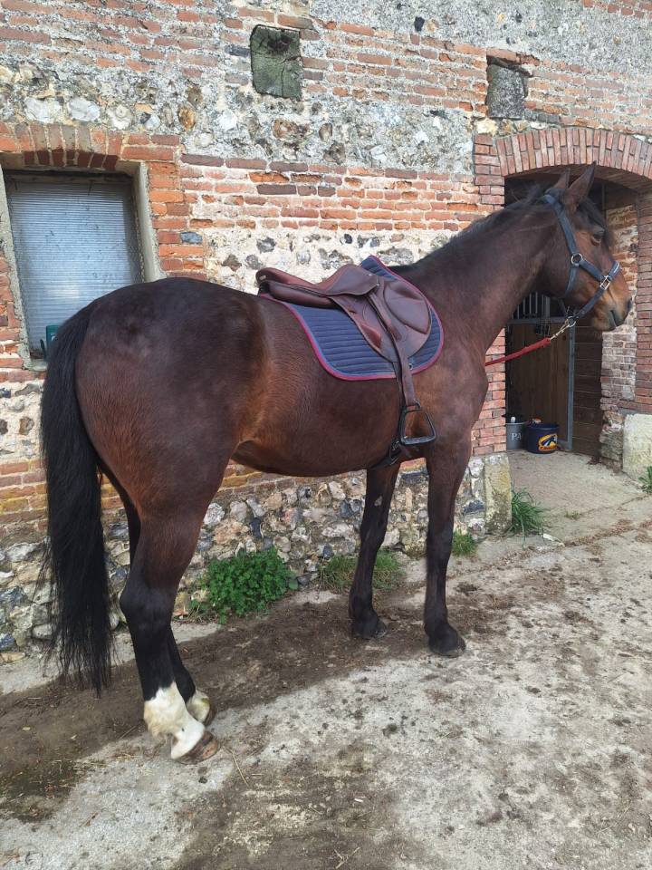 JUMENT TRES BEAU MODELE