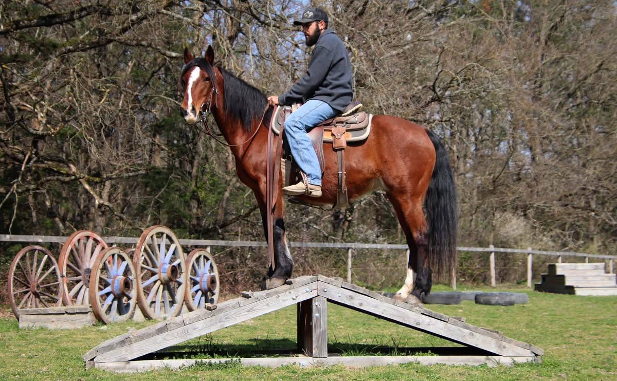 Jument Mustang am&eacute;ricaine 11 ans  