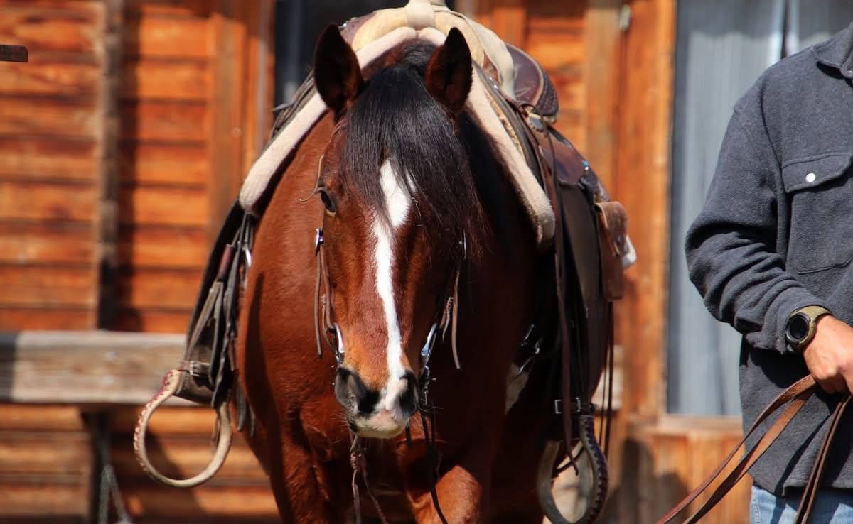 Jument Mustang am&eacute;ricaine 11 ans  