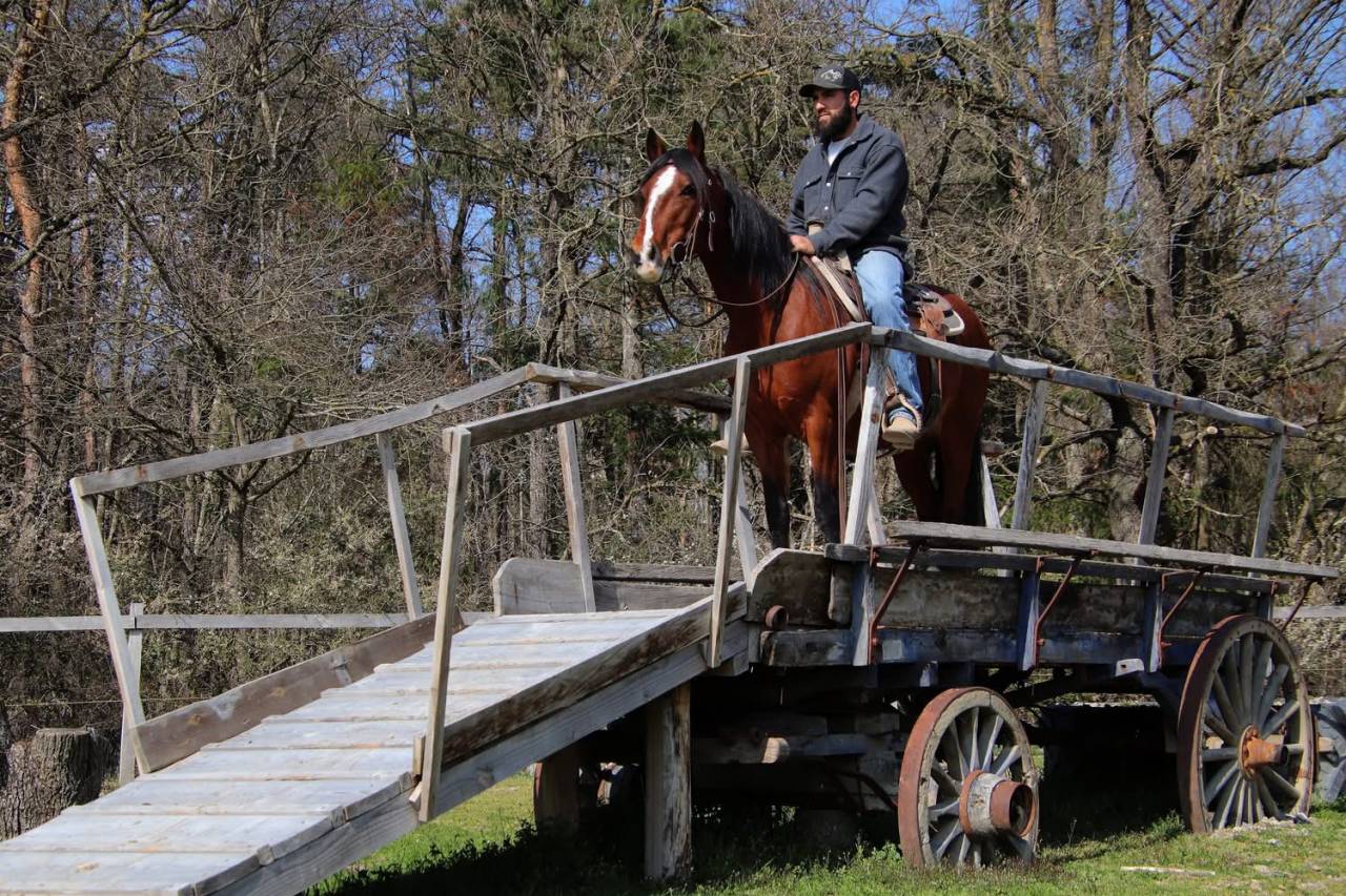 Jument Mustang am&eacute;ricaine 11 ans  