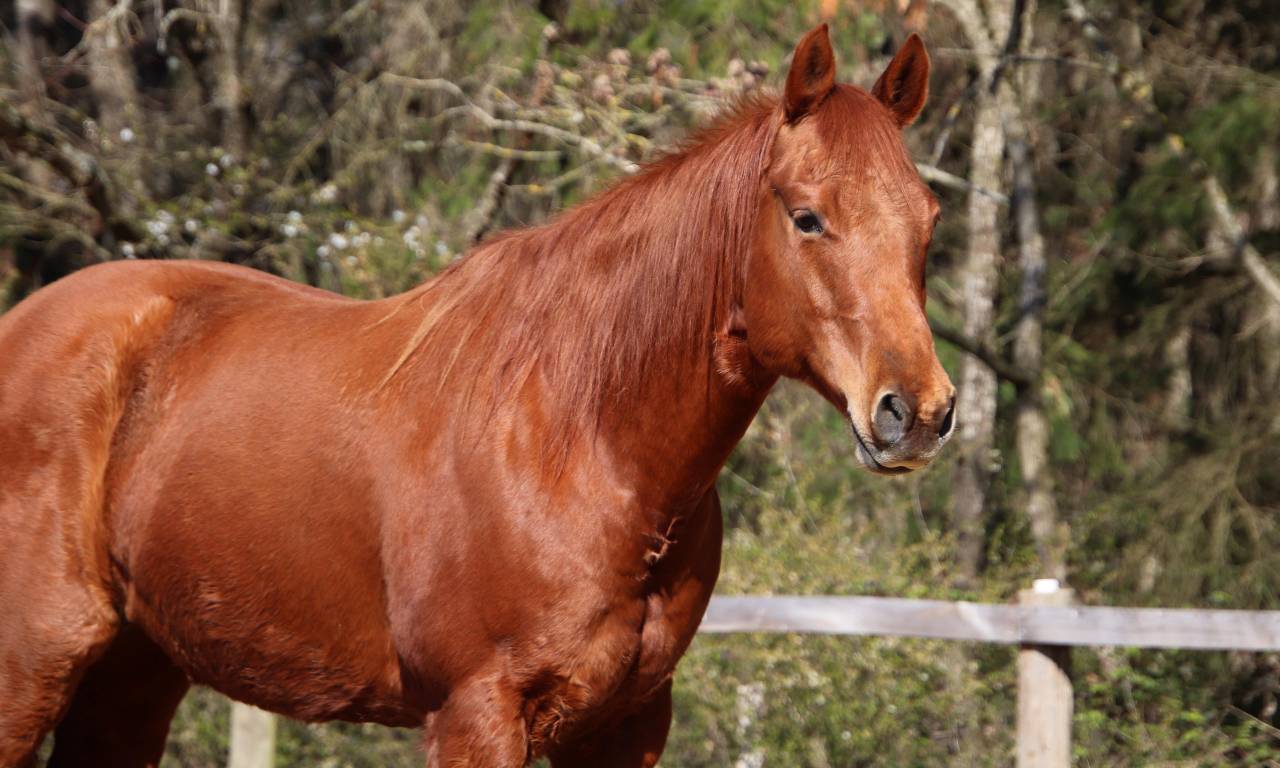 Jument QH 12 ans 