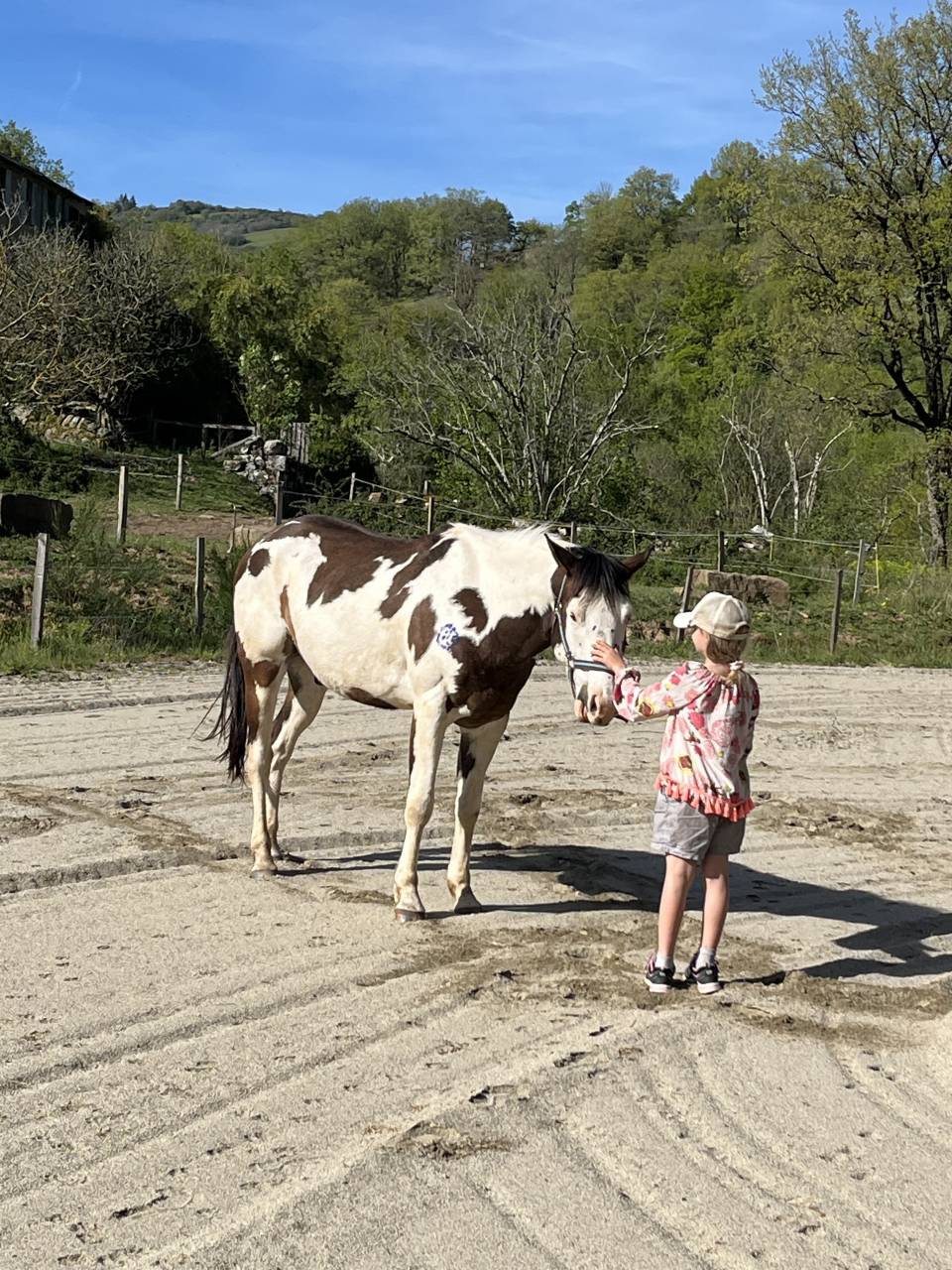 Paint horse PP ( Fran&ccedil;ais & Am&eacute;ricains) &agrave; vendre