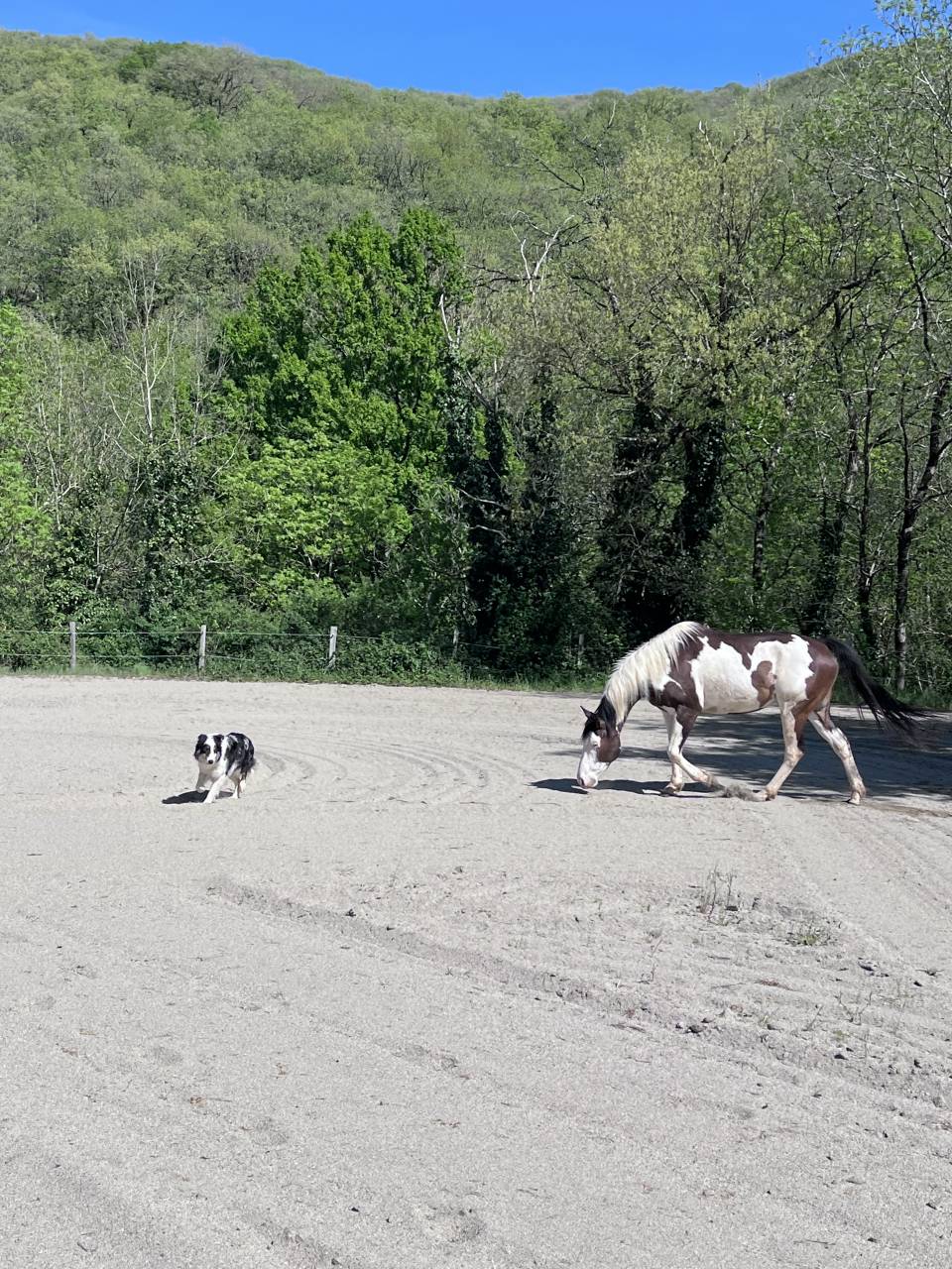 Paint horse PP ( Fran&ccedil;ais & Am&eacute;ricains) &agrave; vendre