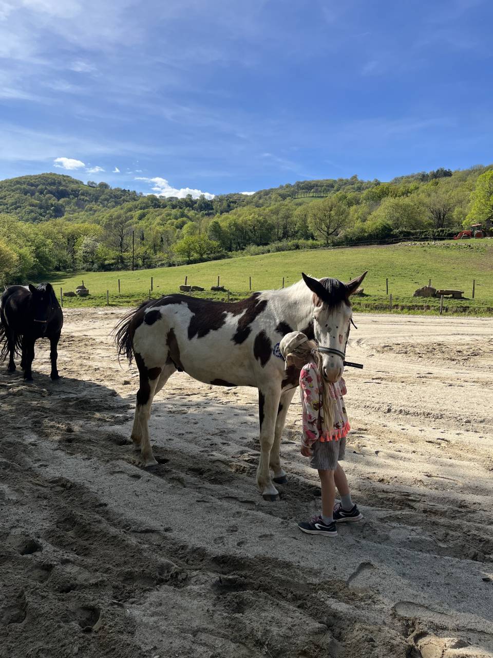 Paint horse PP ( Fran&ccedil;ais & Am&eacute;ricains) &agrave; vendre
