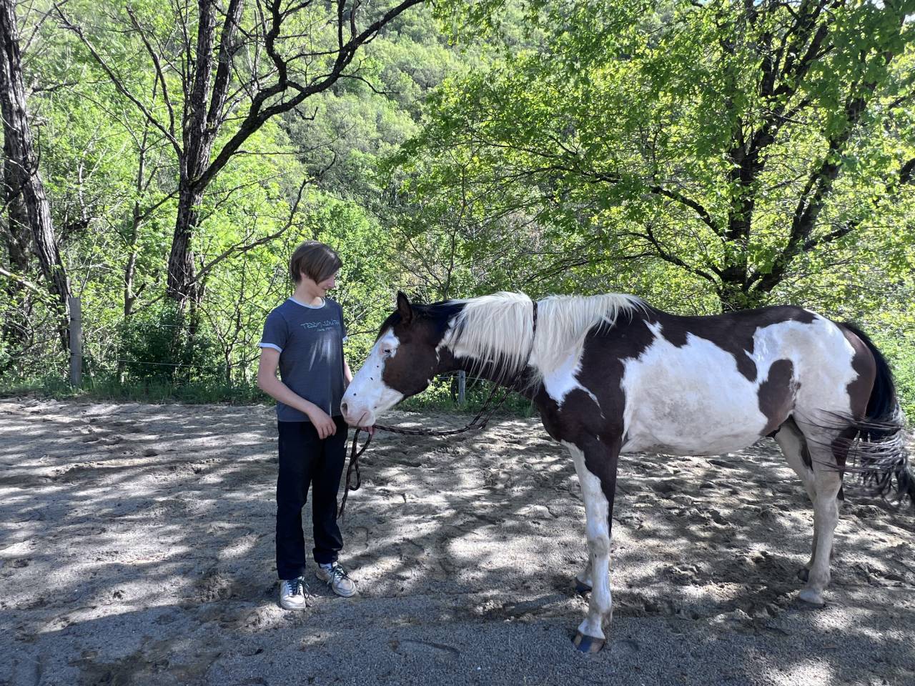 Paint horse PP ( Fran&ccedil;ais & Am&eacute;ricains) &agrave; vendre