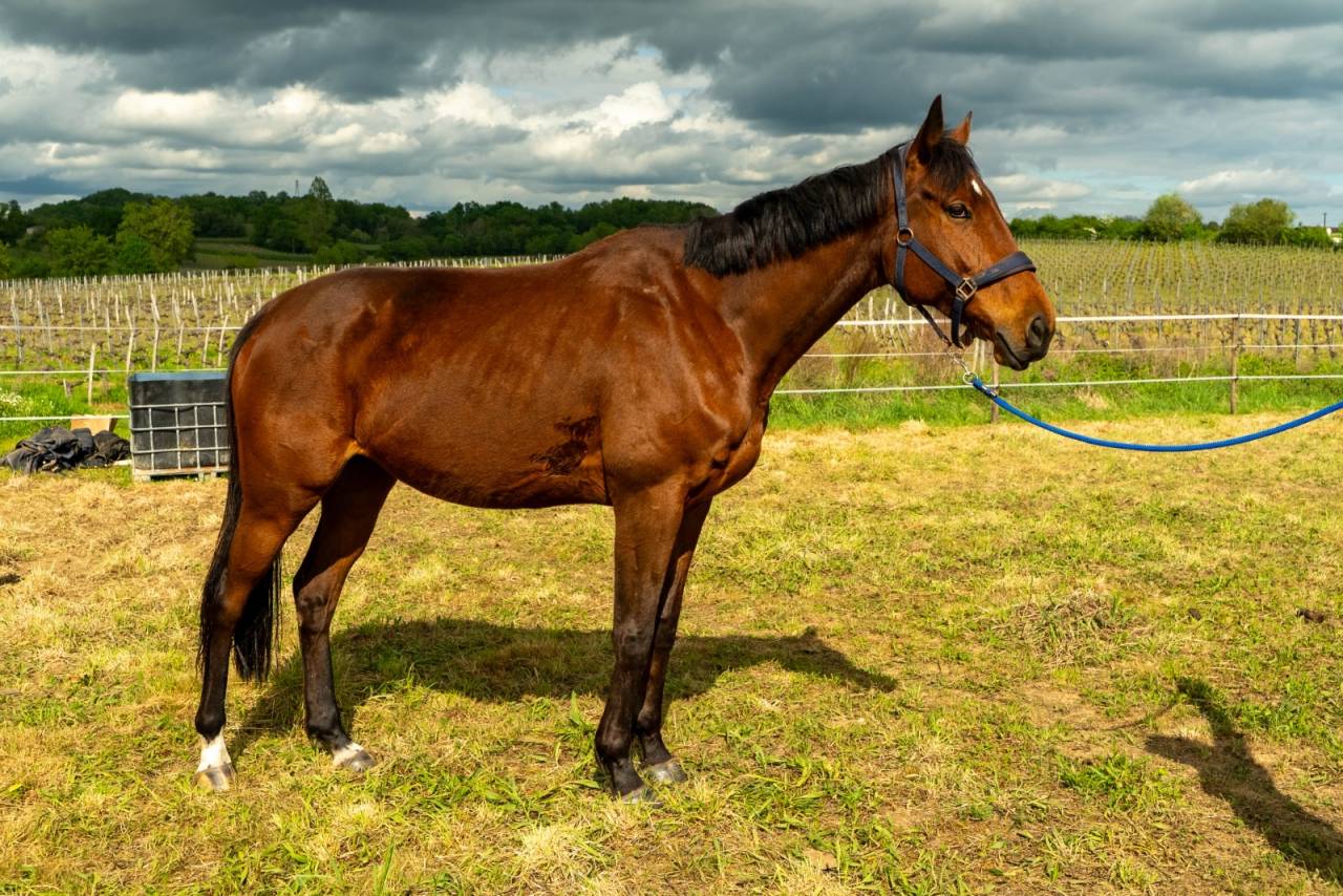 Jument PS