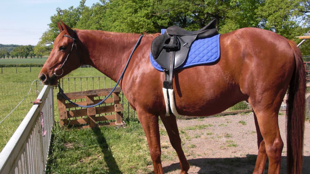 Beau Cheval AES