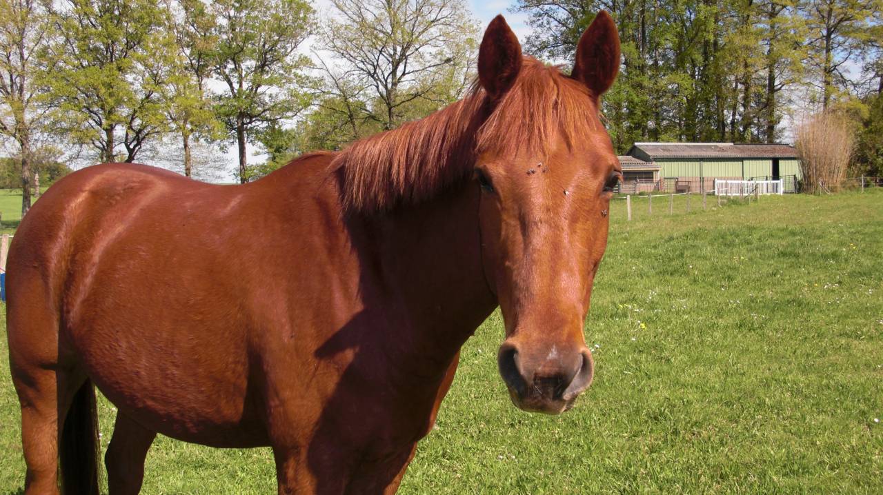 Beau Cheval AES