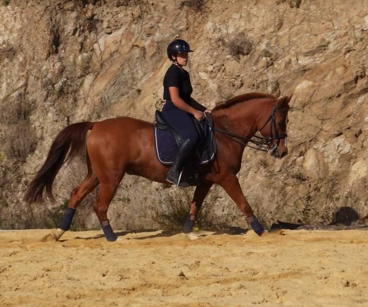 Magnifique poney 