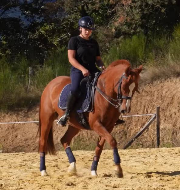 Magnifique poney 