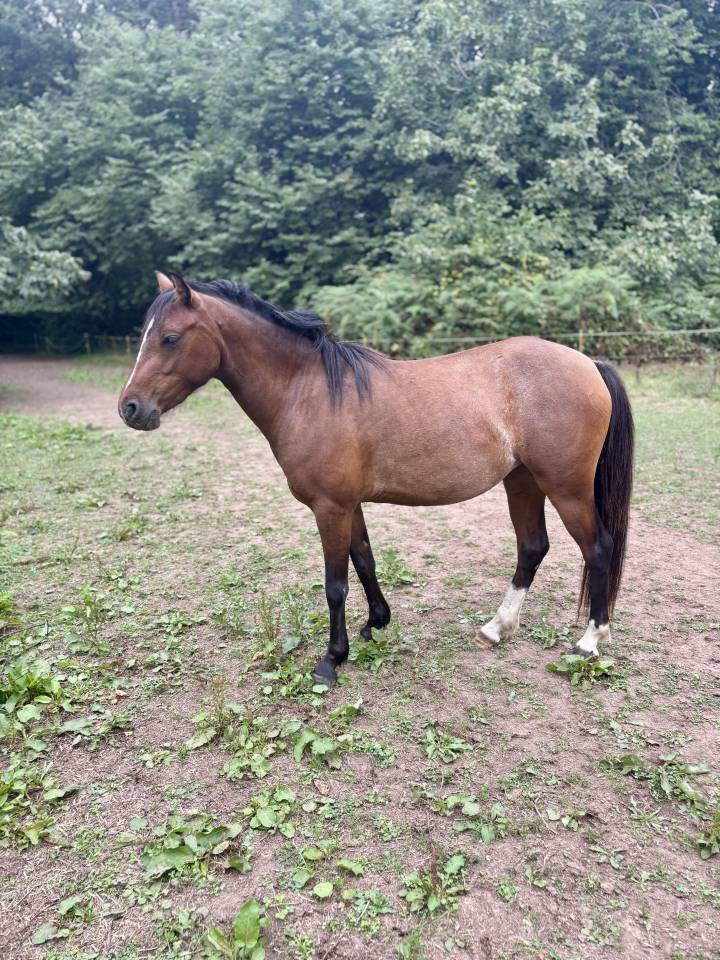 Ponette PFS 4 ans - Dircet &eacute;leveur