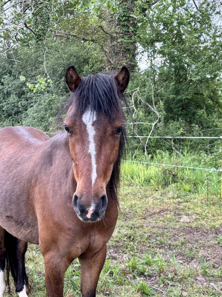 Ponette PFS 4 ans - Dircet &eacute;leveur