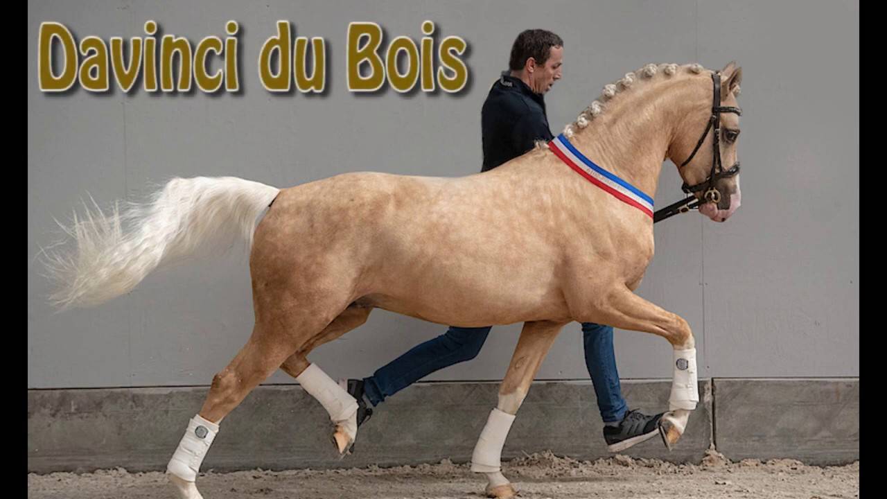 cheval de dressage 153cm au garot