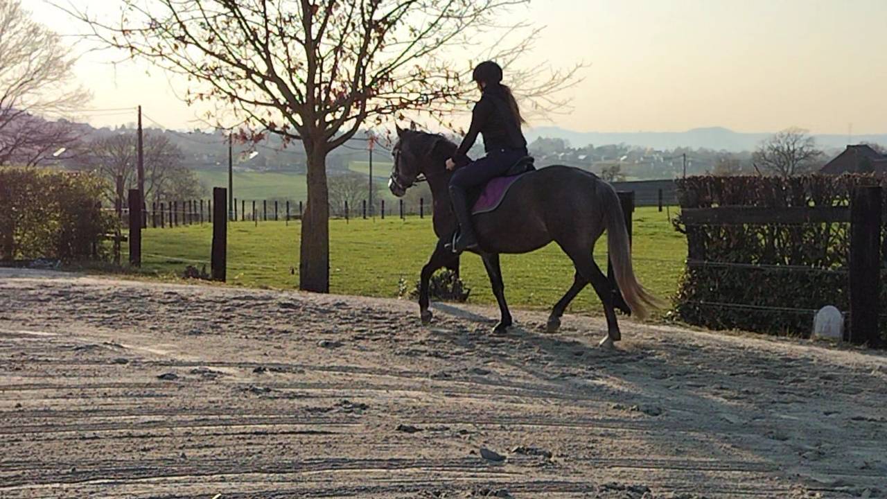 cheval de dressage 153cm au garot