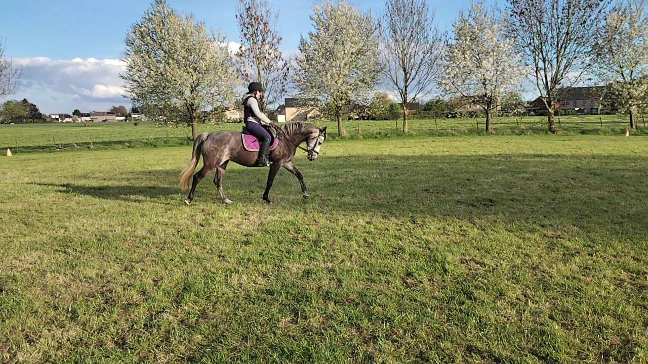 cheval de dressage 153cm au garot