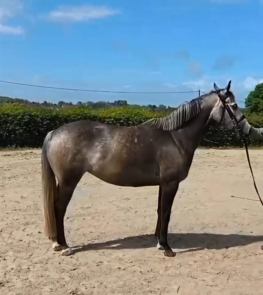cheval de dressage 153cm au garot