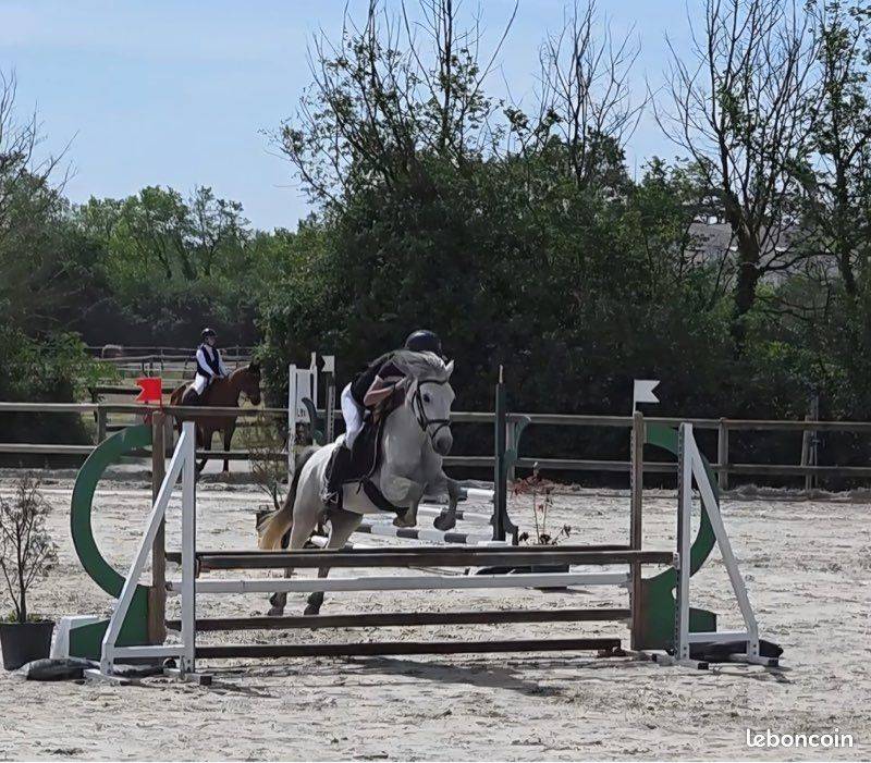 Ponette D 5 ans pour concours CSO et/ou Pony games 