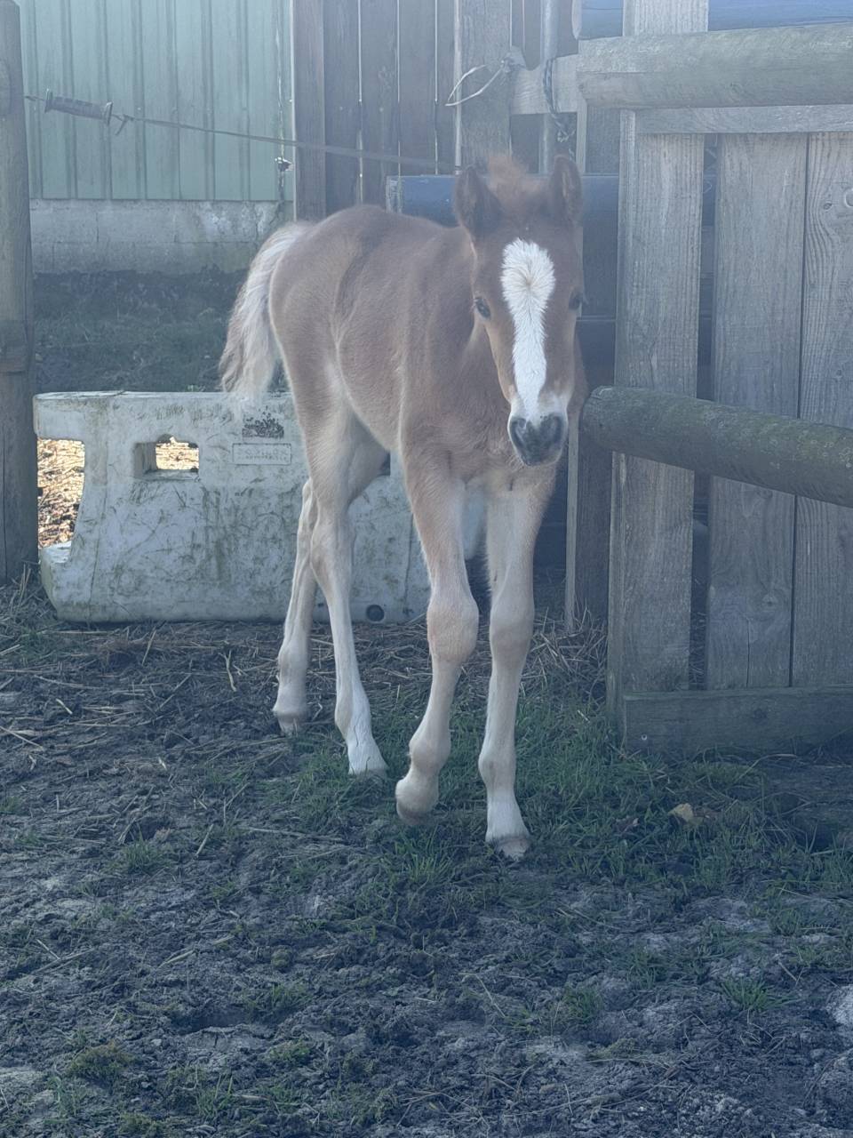Foal pfs