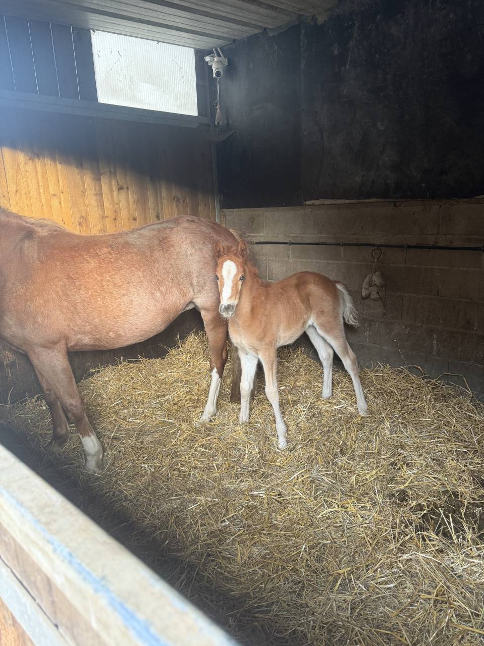 Foal pfs