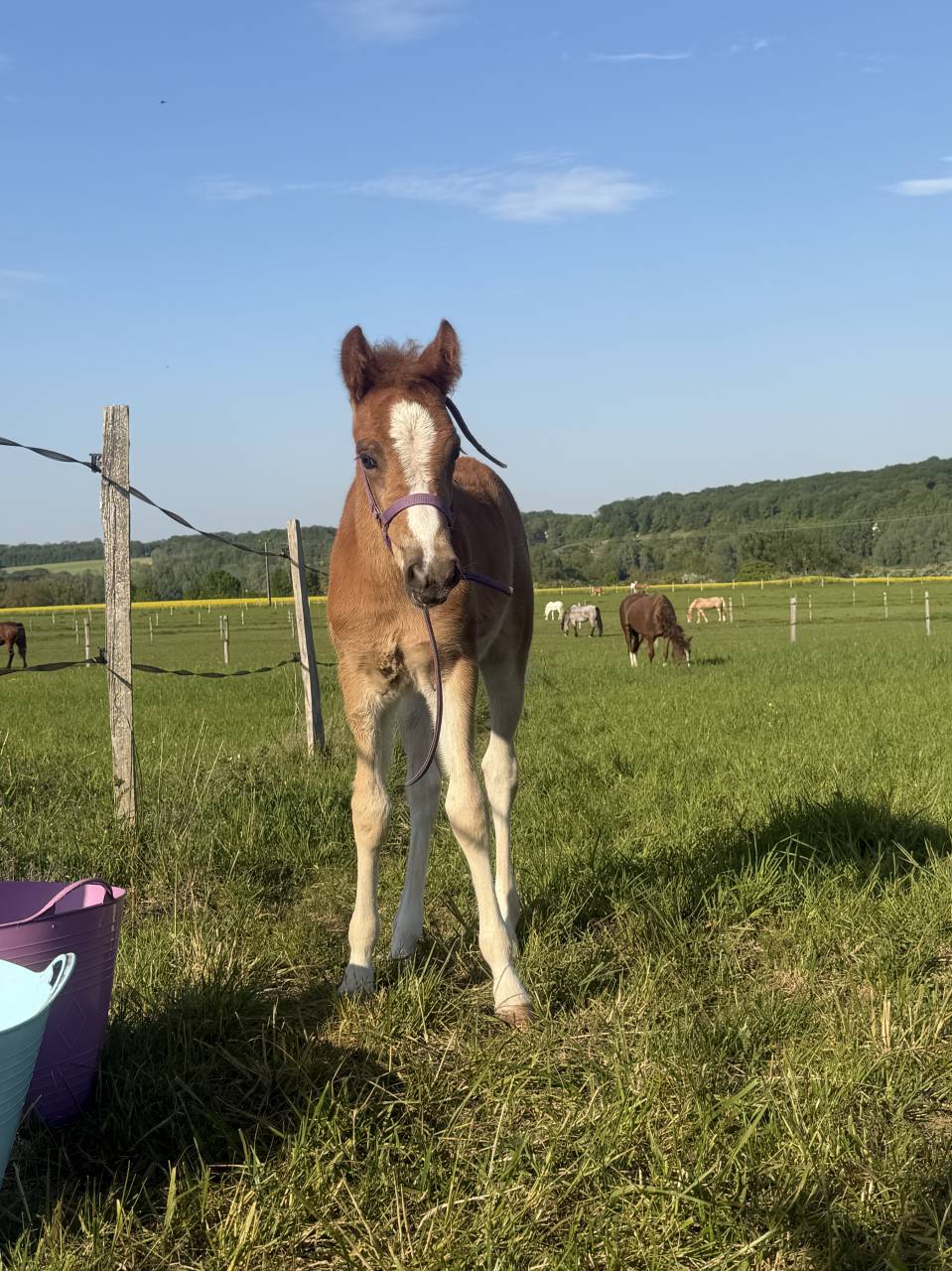 Foal pfs
