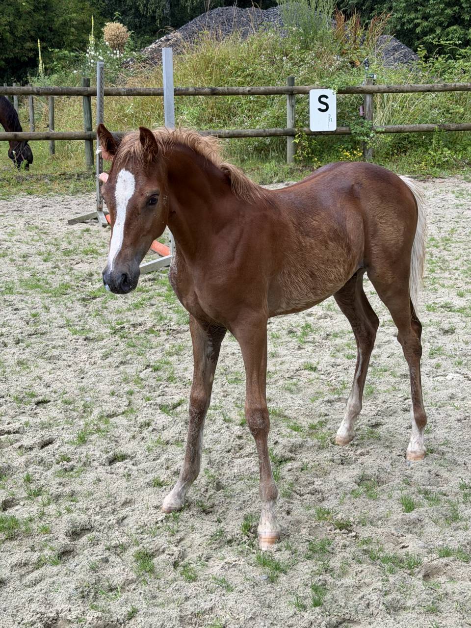 Foal pfs