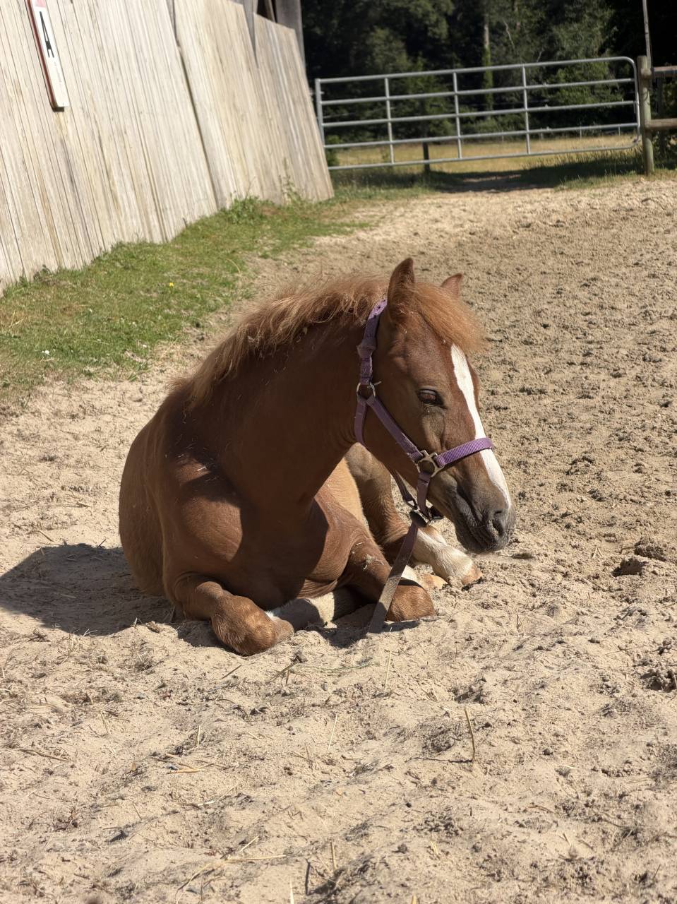 Foal pfs
