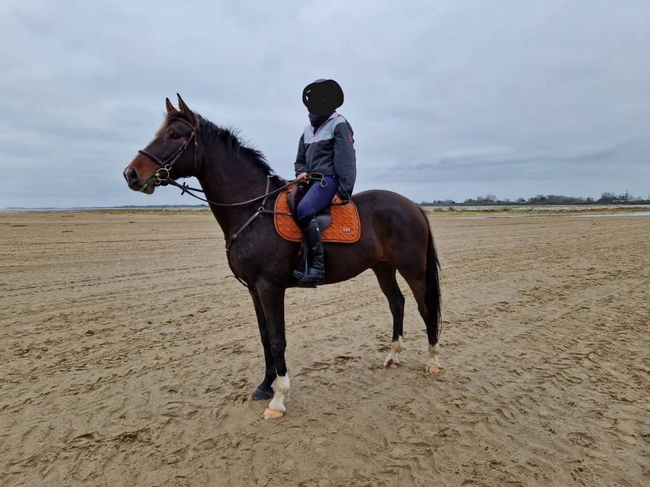 cheval selle fran&ccedil;ais 7 ans,  NERVOSO x MYLORD CARTHAGO