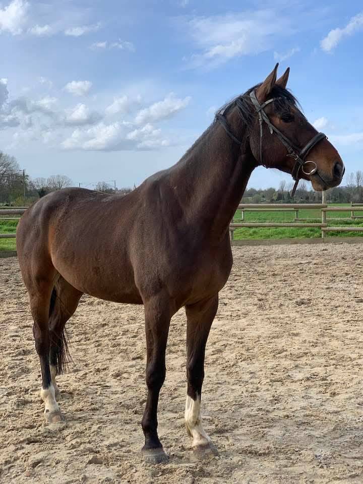 cheval selle fran&ccedil;ais 7 ans,  NERVOSO x MYLORD CARTHAGO