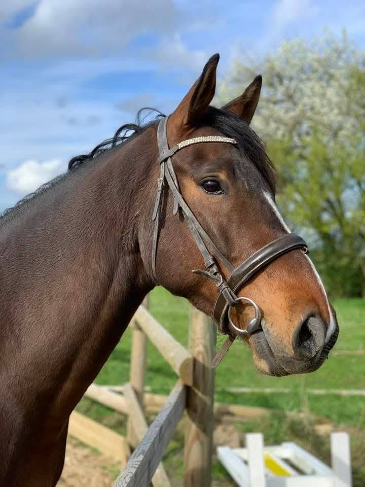cheval selle fran&ccedil;ais 7 ans,  NERVOSO x MYLORD CARTHAGO