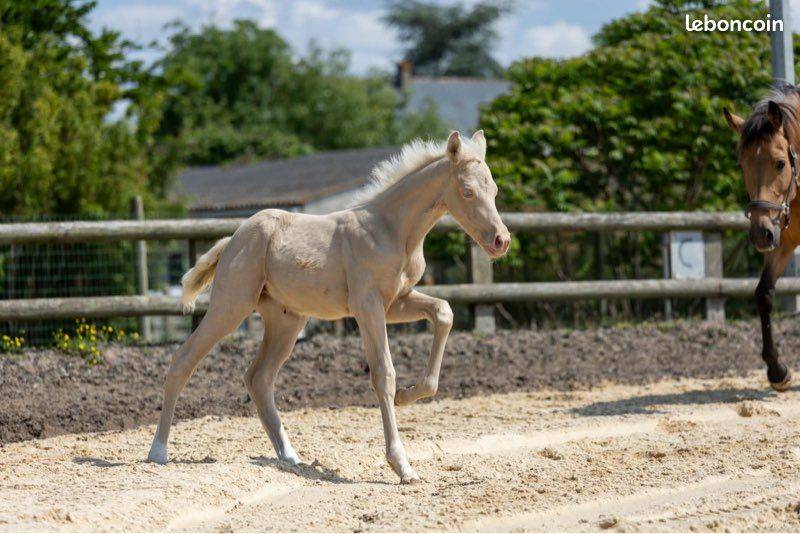 Jument 5 ans 1m60 suit&eacute;e d'une magnifique pouliche 